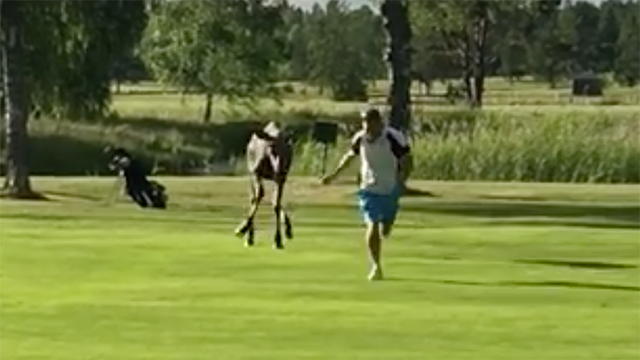 WATCH: Elk calf chases Swedish golfer at Karlstad Golf Club